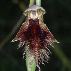 Calochilus platychilus (Purple Beard Orchid) at Bruce, ACT - 17 Oct 2021 by jb2602