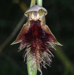 Calochilus platychilus (Purple Beard Orchid) at Point 5815 - 17 Oct 2021 by jb2602