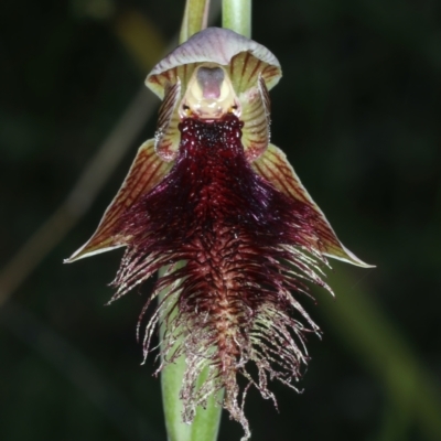 Calochilus platychilus (Purple Beard Orchid) at Bruce, ACT - 17 Oct 2021 by jb2602