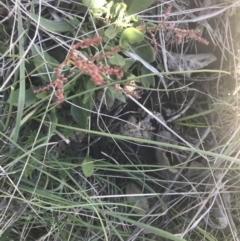 Rumex acetosella at Mount Clear, ACT - 17 Oct 2021 02:25 PM