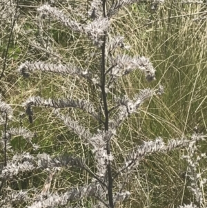 Echium vulgare at Mount Clear, ACT - 17 Oct 2021