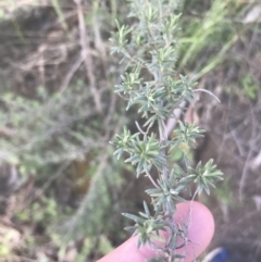 Chrysocephalum semipapposum at Mount Clear, ACT - 17 Oct 2021