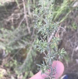 Chrysocephalum semipapposum at Mount Clear, ACT - 17 Oct 2021