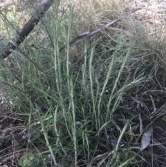 Chrysocephalum semipapposum at Mount Clear, ACT - 17 Oct 2021