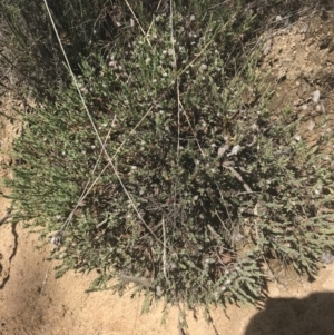 Pimelea linifolia at Mount Clear, ACT - 17 Oct 2021 02:32 PM