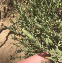 Pimelea linifolia at Mount Clear, ACT - 17 Oct 2021