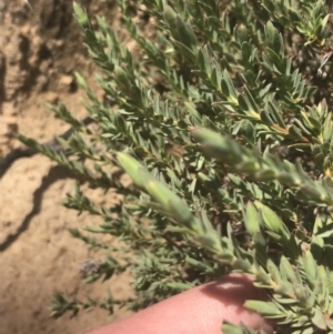 Pimelea linifolia at Mount Clear, ACT - 17 Oct 2021 02:32 PM