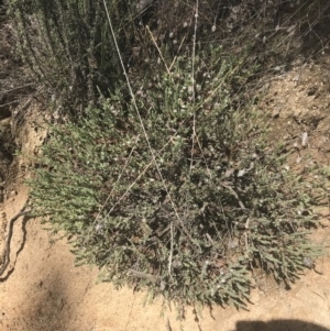 Pimelea linifolia at Mount Clear, ACT - 17 Oct 2021