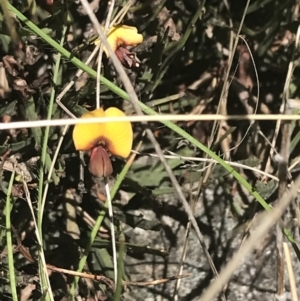 Bossiaea riparia at Mount Clear, ACT - 17 Oct 2021