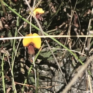 Bossiaea riparia at Mount Clear, ACT - 17 Oct 2021 02:41 PM