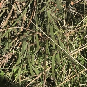 Bossiaea riparia at Mount Clear, ACT - 17 Oct 2021 02:41 PM