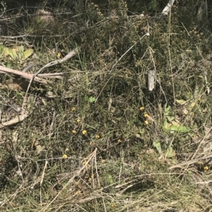 Bossiaea riparia at Mount Clear, ACT - 17 Oct 2021 02:41 PM