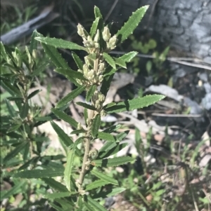 Olearia erubescens at Mount Clear, ACT - 17 Oct 2021 02:45 PM