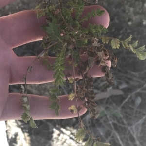 Acaena novae-zelandiae at Mount Clear, ACT - 17 Oct 2021