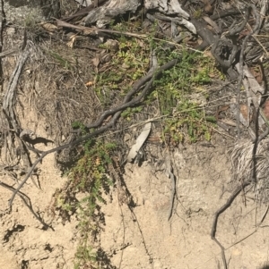 Acaena novae-zelandiae at Mount Clear, ACT - 17 Oct 2021