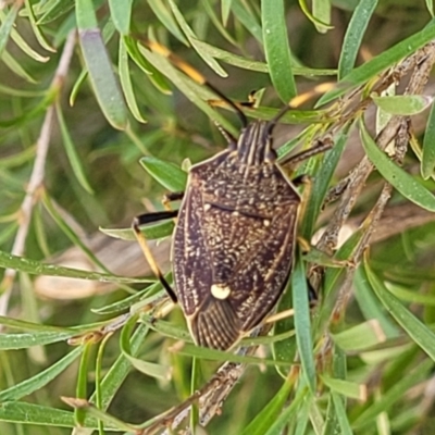 Poecilometis strigatus (Gum Tree Shield Bug) at Holt, ACT - 21 Oct 2021 by tpreston