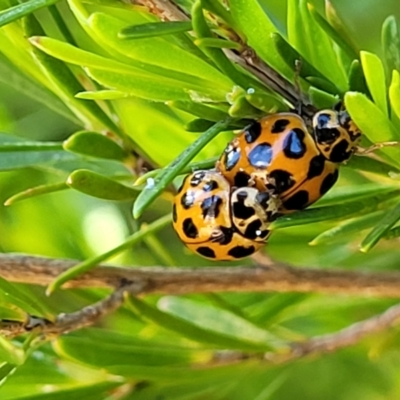 Harmonia conformis (Common Spotted Ladybird) at Holt, ACT - 21 Oct 2021 by tpreston