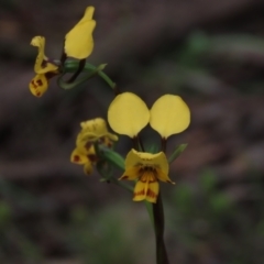 Diuris nigromontana (Black Mountain Leopard Orchid) at Bruce Ridge to Gossan Hill - 15 Oct 2021 by AndyRoo