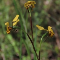 Diuris nigromontana at Bruce, ACT - suppressed