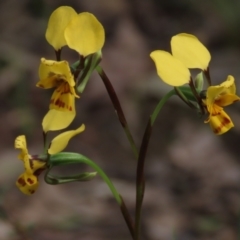 Diuris nigromontana at Bruce, ACT - suppressed