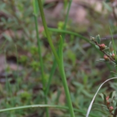 Diuris nigromontana at Bruce, ACT - suppressed