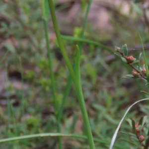 Diuris nigromontana at Bruce, ACT - suppressed