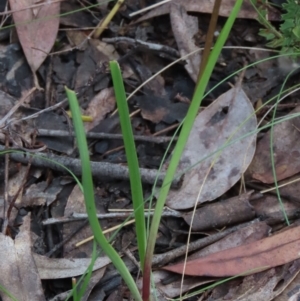 Diuris nigromontana at Bruce, ACT - suppressed