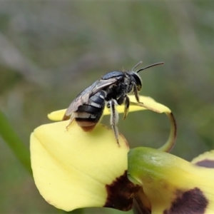 Lipotriches (Austronomia) ferricauda at Tennent, ACT - 18 Oct 2021 12:13 PM