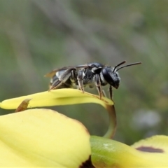 Lipotriches (Austronomia) ferricauda at Tennent, ACT - 18 Oct 2021 12:13 PM