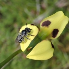 Lipotriches (Austronomia) ferricauda at Tennent, ACT - 18 Oct 2021 12:13 PM