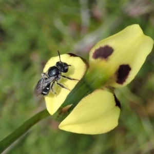 Lipotriches (Austronomia) ferricauda at Tennent, ACT - 18 Oct 2021