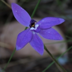 Glossodia major (Wax Lip Orchid) at Bruce, ACT - 15 Oct 2021 by AndyRoo