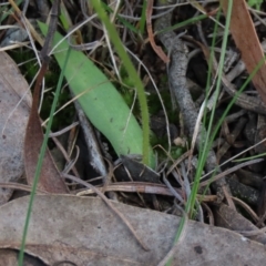 Glossodia major at Bruce, ACT - suppressed