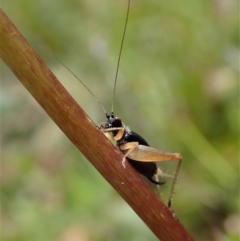 Trigonidium australiana (Leaf running cricket) at Tennent, ACT - 18 Oct 2021 by CathB