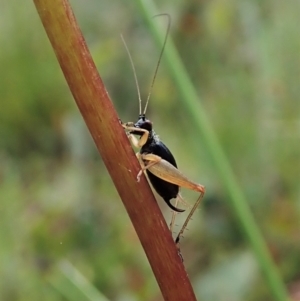 Trigonidium australiana at Tennent, ACT - 18 Oct 2021 12:12 PM