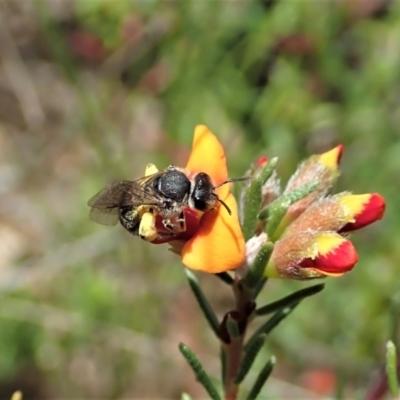 Unidentified Bee (Hymenoptera, Apiformes) at Tennent, ACT - 18 Oct 2021 by CathB