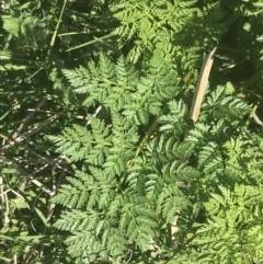 Conium maculatum (Hemlock) at Mount Clear, ACT - 17 Oct 2021 by Tapirlord