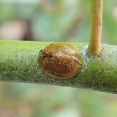 Paropsisterna cloelia (Eucalyptus variegated beetle) at Tennent, ACT - 18 Oct 2021 by CathB