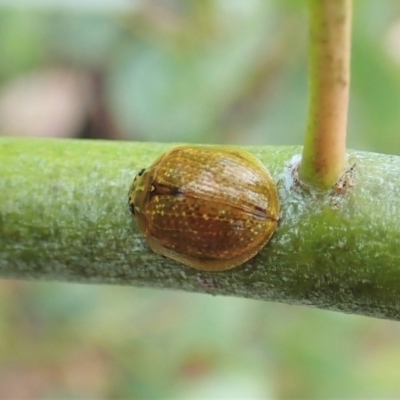 Paropsisterna cloelia (Eucalyptus variegated beetle) at Tennent, ACT - 18 Oct 2021 by CathB