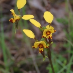 Diuris nigromontana (Black Mountain Leopard Orchid) at Gossan Hill - 16 Oct 2021 by AndyRoo