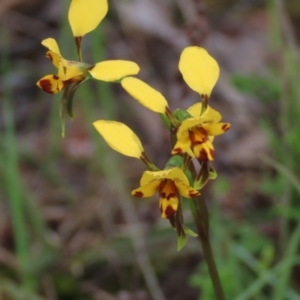 Diuris nigromontana at Bruce, ACT - 16 Oct 2021