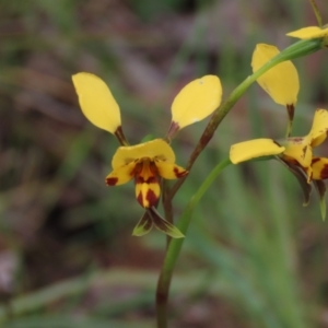 Diuris nigromontana at Bruce, ACT - suppressed