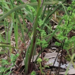 Diuris nigromontana at Bruce, ACT - suppressed