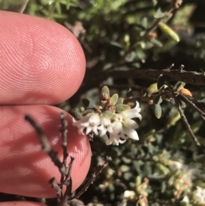 Acrothamnus hookeri at Mount Clear, ACT - 17 Oct 2021 03:26 PM