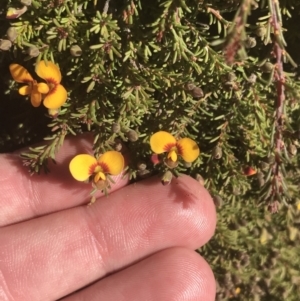 Dillwynia prostrata at Mount Clear, ACT - 17 Oct 2021 03:29 PM