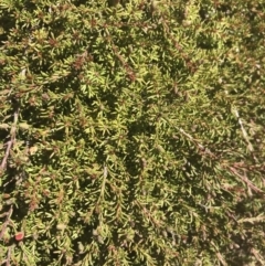 Dillwynia prostrata at Mount Clear, ACT - 17 Oct 2021 03:29 PM