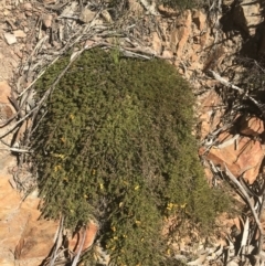 Dillwynia prostrata at Mount Clear, ACT - 17 Oct 2021 03:29 PM