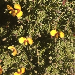 Dillwynia prostrata at Mount Clear, ACT - 17 Oct 2021 03:29 PM