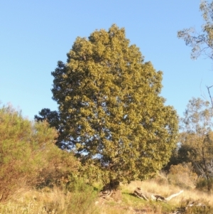 Brachychiton populneus at Theodore, ACT - 22 Sep 2021