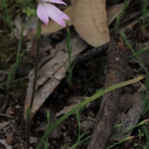 Caladenia carnea at Bruce, ACT - 16 Oct 2021